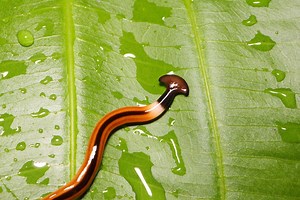 Hammerhead Worm: Flat Head Worm With Neurotoxin Venom