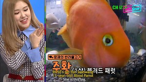 269K views · 21K reactions | BLACKPINK ROSÉ and her adorable pet fish Joohwang-ee! X) | SBS Star | Facebook