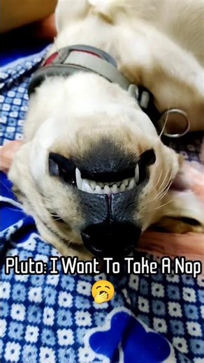 Puppy Wants To Take A Nap #dog #dogs #labrador #cute #shorts