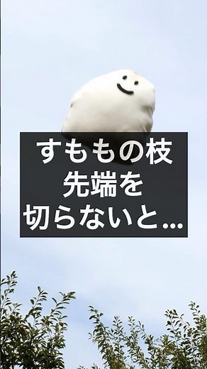 すももの枝の先端を切り詰めない（短くしない）とどうなる？ #農業 #剪定 #すもも