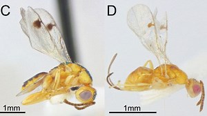 Parasitic Wasp Documented in the U.S. for the First Time—What to Know About the Invasive Species