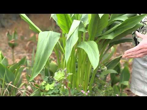 How to Transplant Calla : Green Savvy