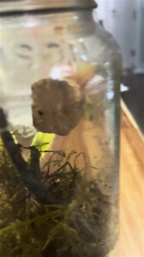 Caught this little one yesterday welcome to the family #arachnid #jumpingspiders #ct