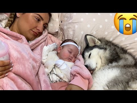 Husky Thinks She’s My Newborn Babies Mum!! [CUTEST VIDEO!!!]
