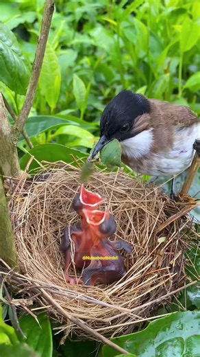 The mother bird brought food bigger than a head. ❤️🐦