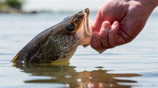 36 Million reasons to fish as ODNR completes massive 2025 stocking effort