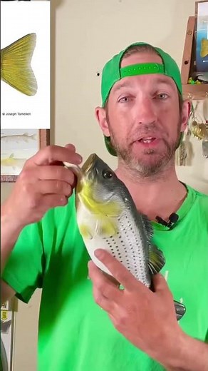 How to hold a yellow perch #fishing #yellowperch
