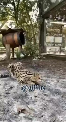 Ocelot Playing Outdoors: A Wild Cat's Adventures