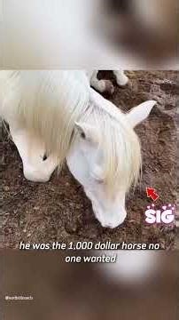 No One Wanted This $1,000 Horse… Until Tiny Kittens Chose Him #Animals #Horse #Cats