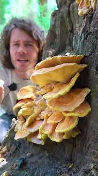 You don't want to miss these mushrooms
