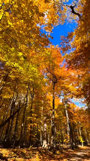 2.6K views · 87 reactions | Vibrant autumn hues blanket the forest!  Tall trees with slender trunks stretch towards a bright blue sky dotted with wispy clouds. The canopy blazes with shades of orange, yellow, and golden tones, creating a stunning display of fall colors. Nature's beauty on full display! ✨ | Lyrre Roberts Callueng | Facebook