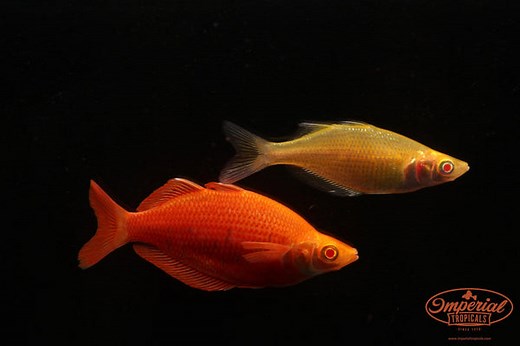 Albino Millennium Rainbowfish (Glossolepis pseudoincisus) - shop Imperial Tropicals