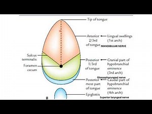 Development of tongue || Embryology || Anatomy