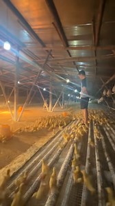 Assemble, ducklings! It's amazing that these little #ducks seem to understand the man's commands. #animal #funny | Shanghai Daily 上海日报