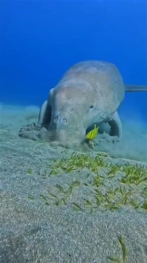 what fish is this? #動物 #wildlife #animals