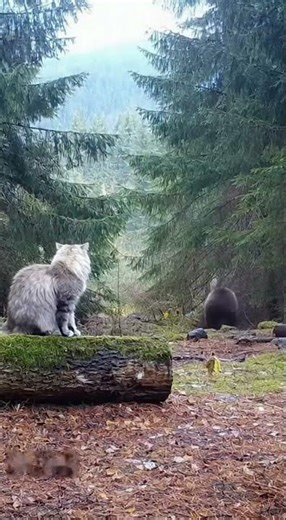 🐻Shocking Moment! Cat slaps Bear💥 Real Footage #Shorts