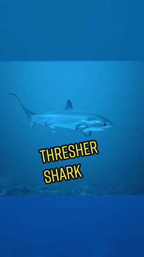 Thresher Shark Whipping its Tail at 80mph - Impressive Video Footage