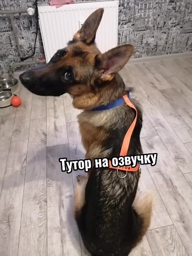 Озвучка текста голосом: Туториал по созданию бота для озвучивания