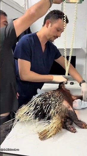 Porcupine's Amazing Defense Strategy Against Predators