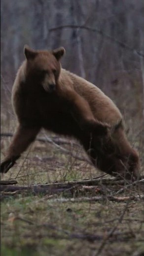 Slow motion bow shot on a color phase black bear! #bowhunting #archery