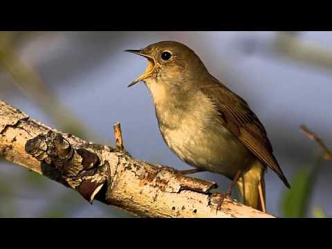 Chant d'oiseau - Rossignol