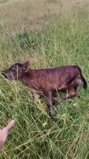 New ear piercing for baby calf! #nentrupfarms #farmtok #cows #calves #jobdeepdivetiktokcontest