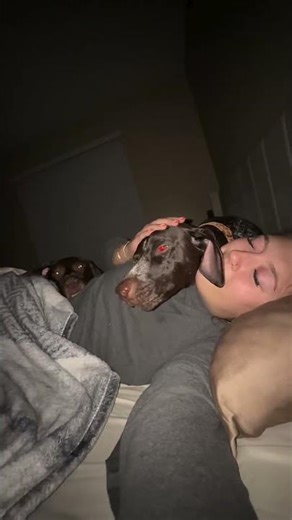 Teach Your Dog to Go to Its Bed | Easy Dog Training Tips