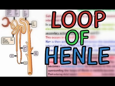 The Loop of Henle - Ascending and Descending Limb