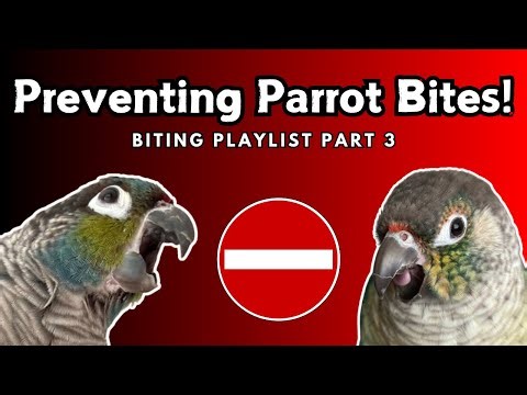How To Stop Your Bird Biting You | Parrot Bite Tips - Macaw Cockatiel Conure | TheParrotTeacher