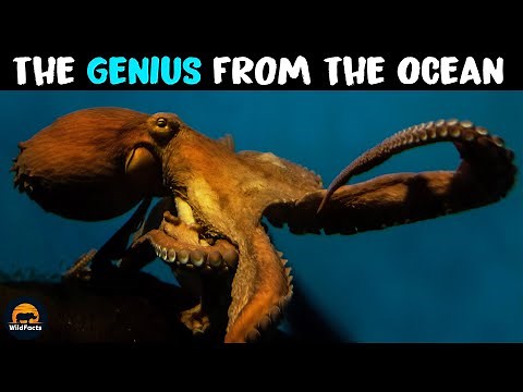 Giant Pacific Octopus - One of the Smartest Ocean Animals