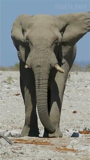 Incredible Way Elephants Communicate 😉 #nature #animals #interesting