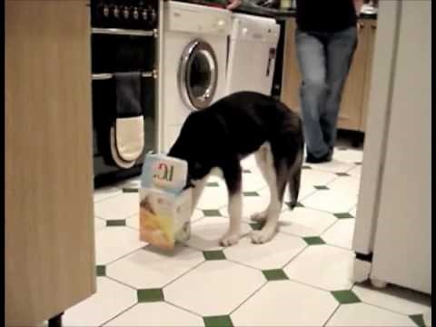 Dog With A Box On His Head - Parry Gripp