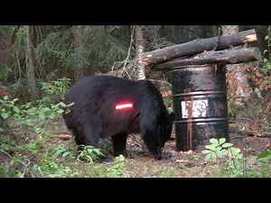 Northern Wilderness Bear Outfitters Hunt