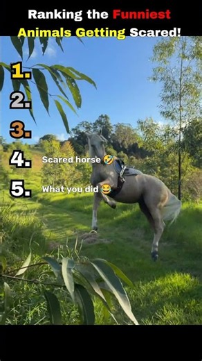 Ranking the Funniest Animals Getting Scared! 😱😂
