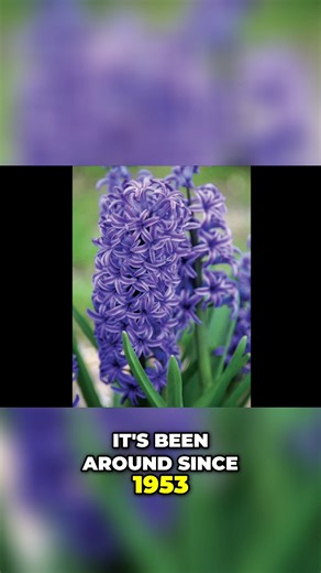 Classic Hyacinths - Blue Jacket, Carnegie, Delft Blue, Gypsy Queen, and Jan Bos!#brentandbeckys #springgardening #bulbchat #hyacinth #gardening | Brent and Becky's