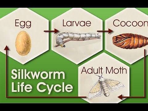 Complete Life Cycle of Silkworm| Silk making