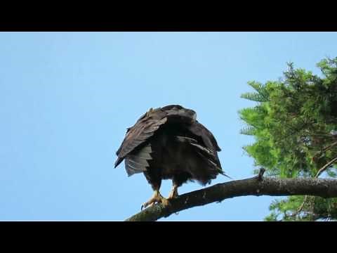 Baby eagle learning to fly