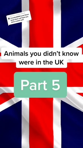 Uncovering Surprising UK Snake Species