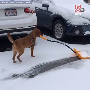 907K views · 2.1K reactions | Now, this is one very WELL TRAINED dog! https://www.wcvb.com/weather | WCVB Channel 5 Boston | Facebook