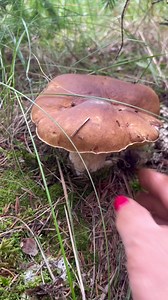 3.7K views · 123 reactions | Big Porcini , Funghi Mushroom Porcini Hunting in the woods. #Funghi #porcini #mushrooom #kabuti #pennybun #nature #edible #fbreels #trendingreels #advertising #highlights #everyone | Lolitha Lind | Facebook