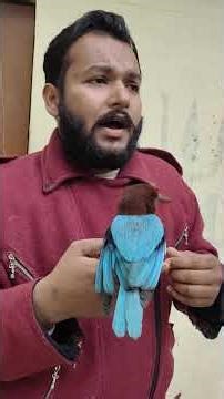 प्रयागराज में घायल किंगफ़िशर — दर्द में लिपटा छोटा-सा परिंदा! 🪽