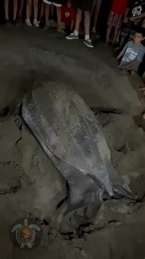 #tortuga #Laúd o #Baula Esta especie se emcuentra en peligro de extincion. Este año se han reportado dos en Hawaii Guatelala , y uno en Bola de monte. #ConoscamosMas #dermochelys #coriacea #baula 🐢 | Barra De Santiago, fiestas y más