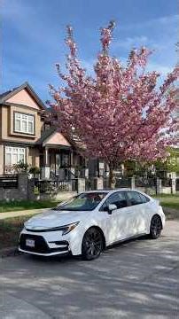 Pink Cherry Blossom Street Walk Vancouver #CherryBlossoms