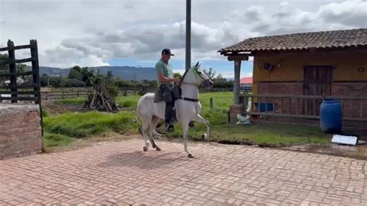 Portal Equino Oficial | 🔥🐴 JAZMÍN DE NUEVO MÉXICO 🐴🔥 ✨ Hembra – Trote y Galope Colombianos (P1) ✨ 📅 Nacida: 07/06/2020 🎨 Color: Moro 📍 Cali – Valle del Cauca 🧬... | Instagram