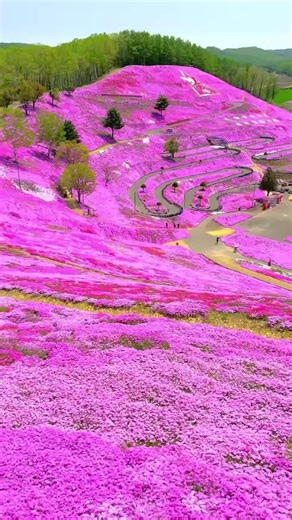 Exploring Higashimokoto Park: Japan's Shibazakura Hills