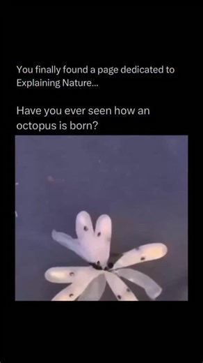 𝗘𝘅𝗽𝗹𝗮𝗶𝗻𝗲𝗿 📌 on Instagram: "Octopuses are highly intelligent marine animals belonging to the class Cephalopoda, which also includes squids and cuttlefish. They are known for their eight flexible arms lined with suckers, their ability to squeeze through tiny spaces, and their skill at camouflage thanks to specialized skin cells called chromatophores. Octopuses have a soft, boneless body, three hearts, and blue, copper-based blood that helps them survive in low-oxygen environments. • #ree