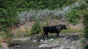 Feral cows to be shot dead from helicopter in U.S. national forest: "A difficult decision"