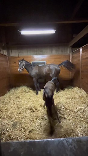 Nyquist Filly: All Night Long Sleep Patterns of Racehorses