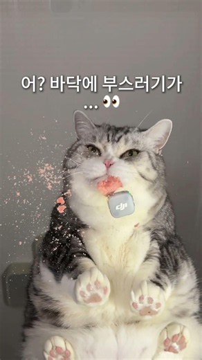 바삭바삭 ASMR + 자동 청소? 🐱🤖 DJI Mic Mini 2 × Romo 콜라보