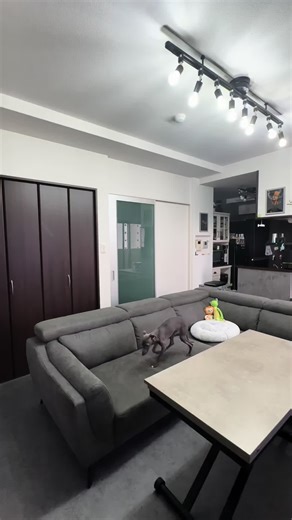 照明選びって悩みませんか？ 部屋の雰囲気が変わるので大事ですよね！ 皆さんはどこで照明買いますか？ 僕は楽天とIKEAで買いました！ #賃貸 #インテリア #イタグレのいる暮らし #おしゃれ部屋 #シック #モノトーン #モノトーン部屋 #diy #統一感 #リビング #グレー #黒 #かっこいい部屋 #照明